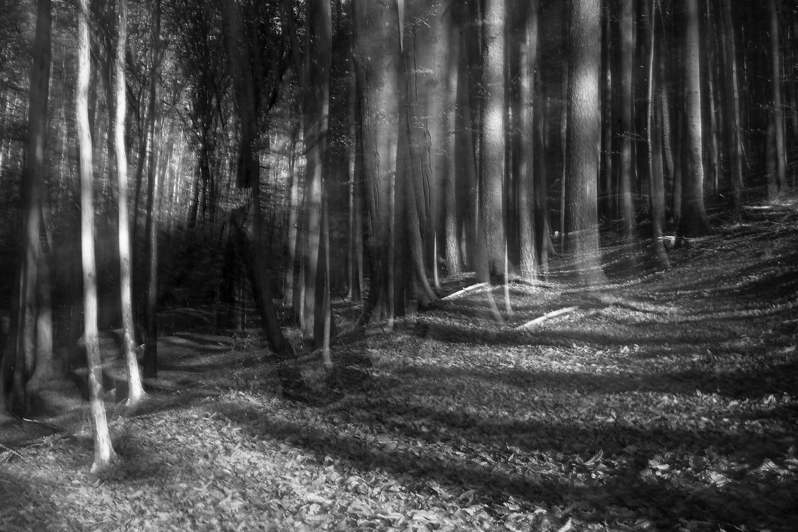 Schatten im Wald