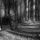 Schatten im Wald