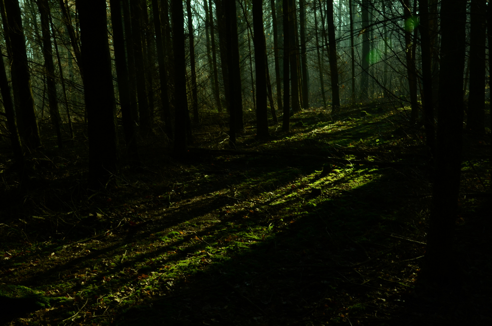 Schatten im Wald