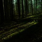 Schatten im Wald