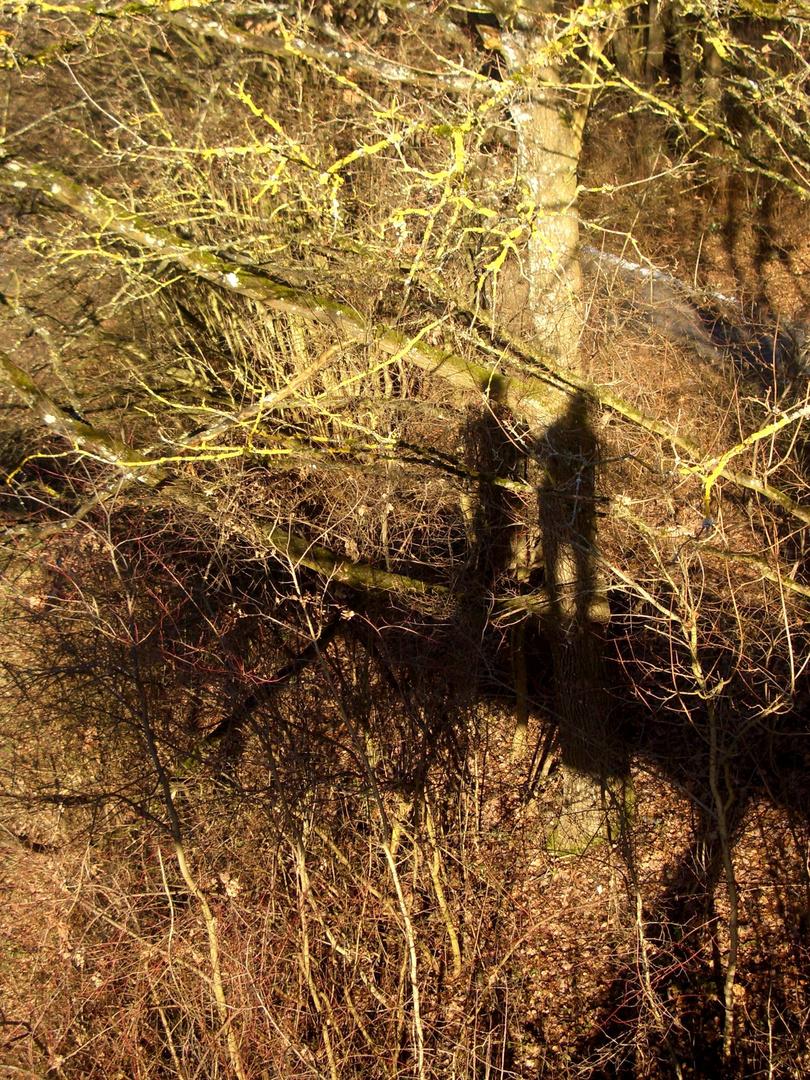 Schatten im Wald