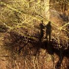 Schatten im Wald