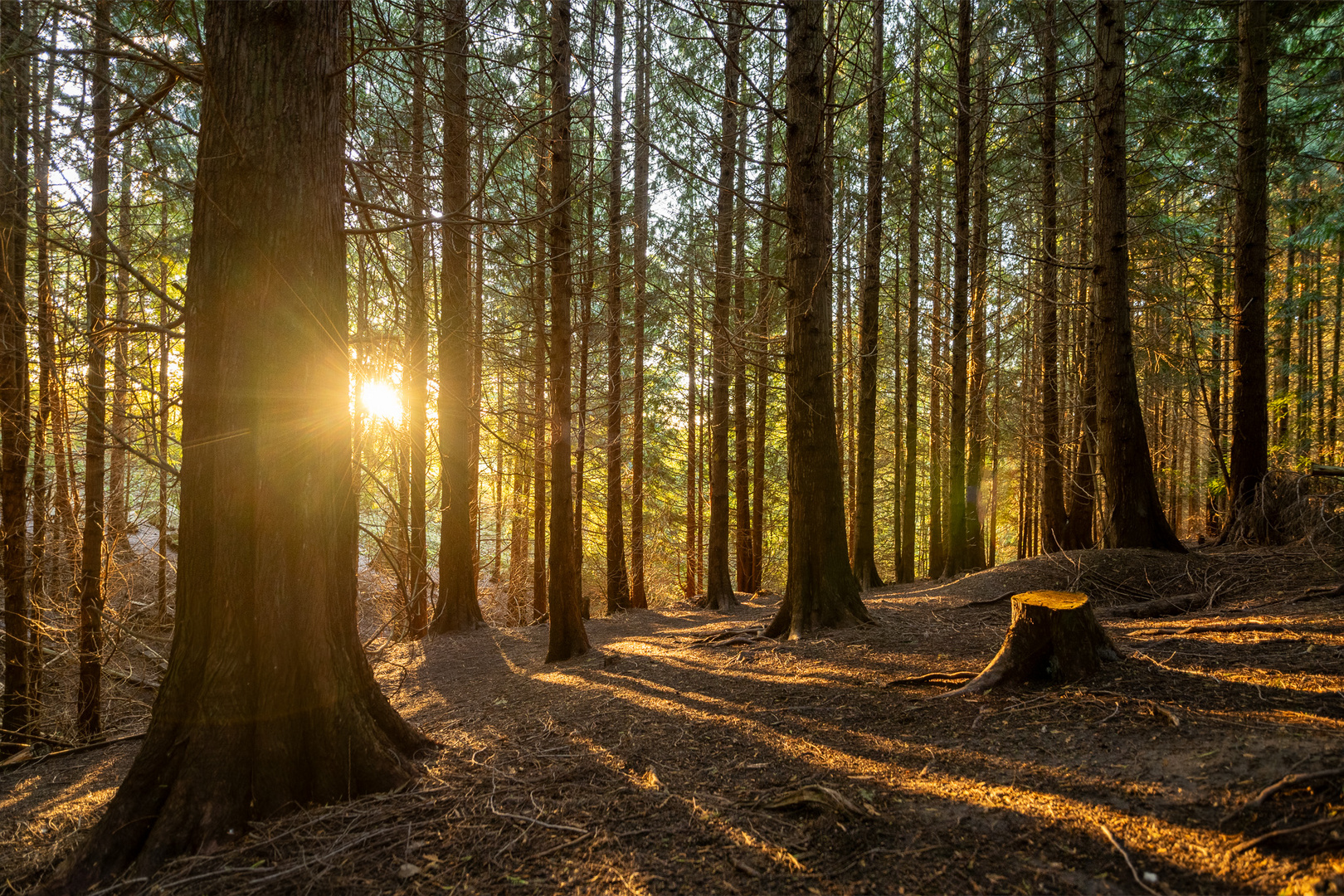 Schatten im Wald