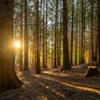 Schatten im Wald