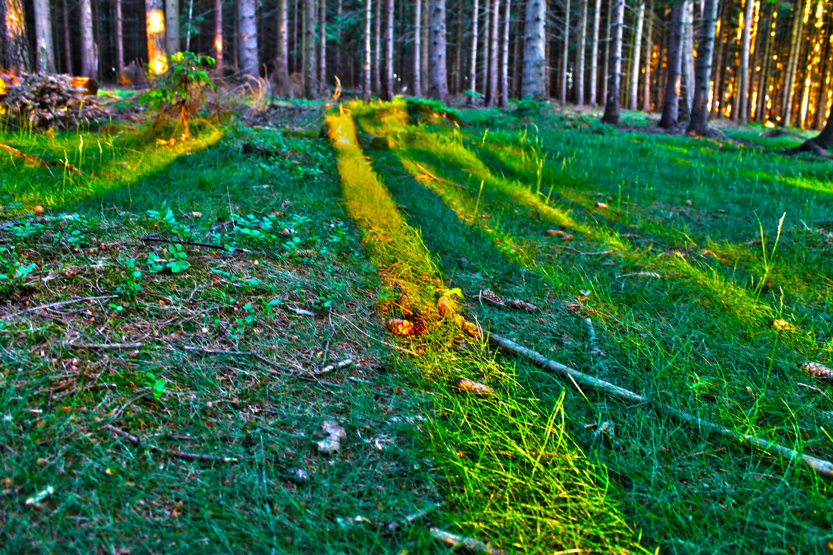 Schatten im Wald