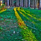 Schatten im Wald