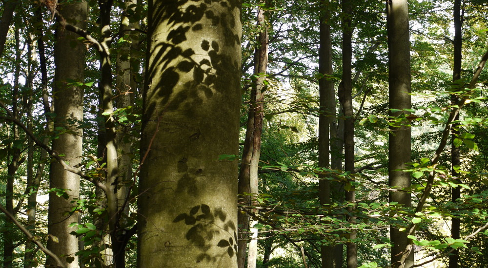 Schatten im Wald