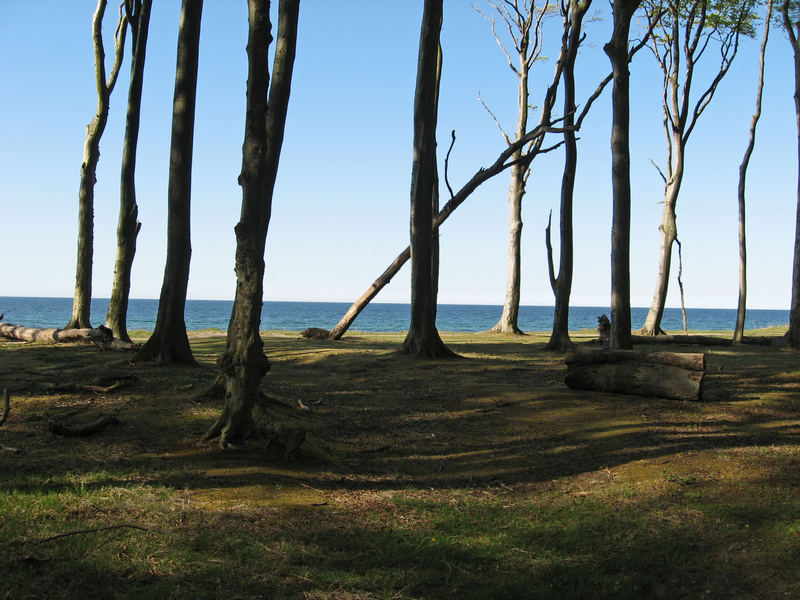 Schatten im Wald