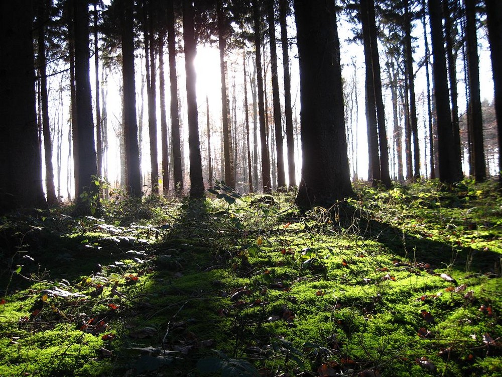 Schatten im Wald .