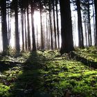 Schatten im Wald .