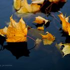 Schatten im Wasser.