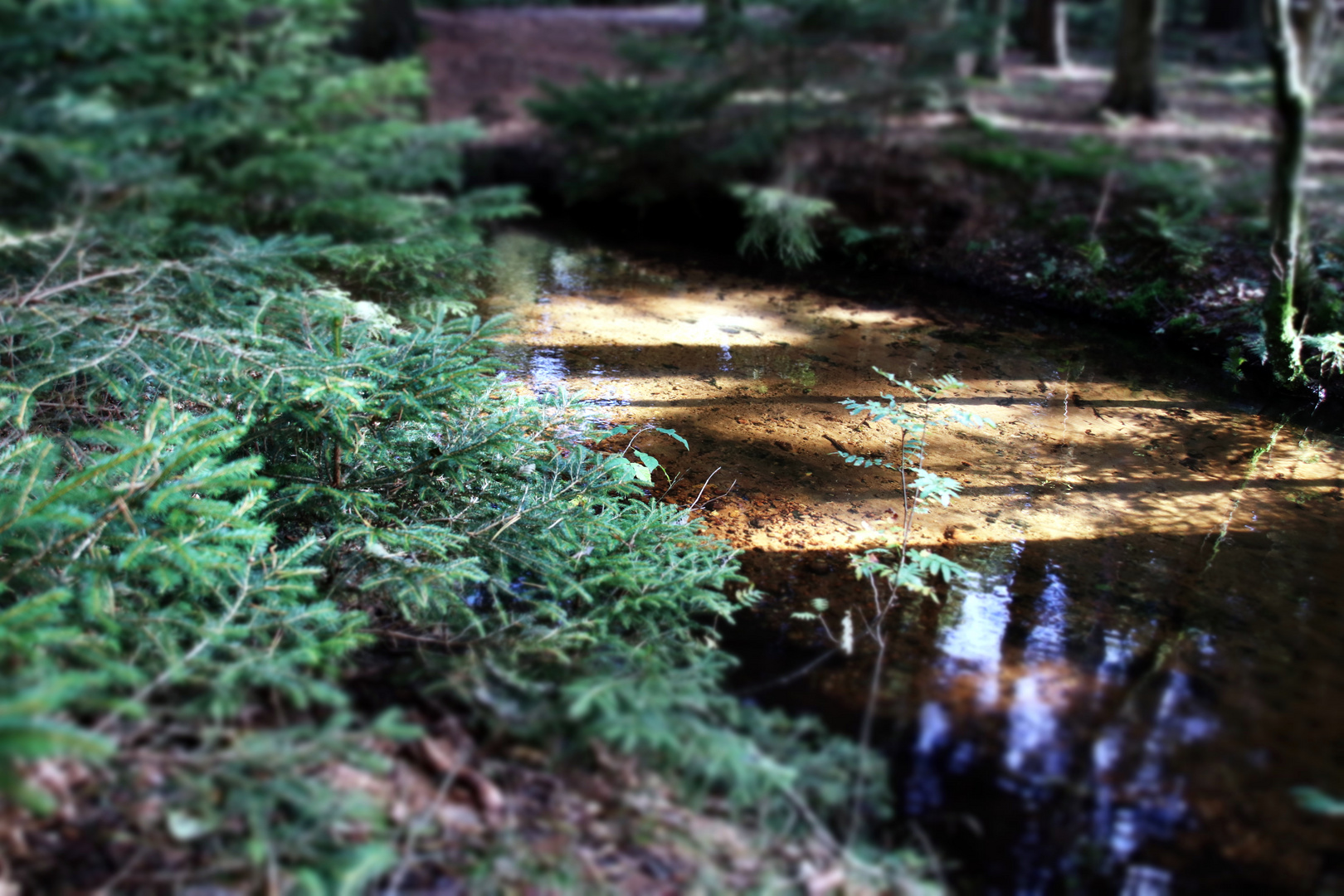 Schatten im Wasser