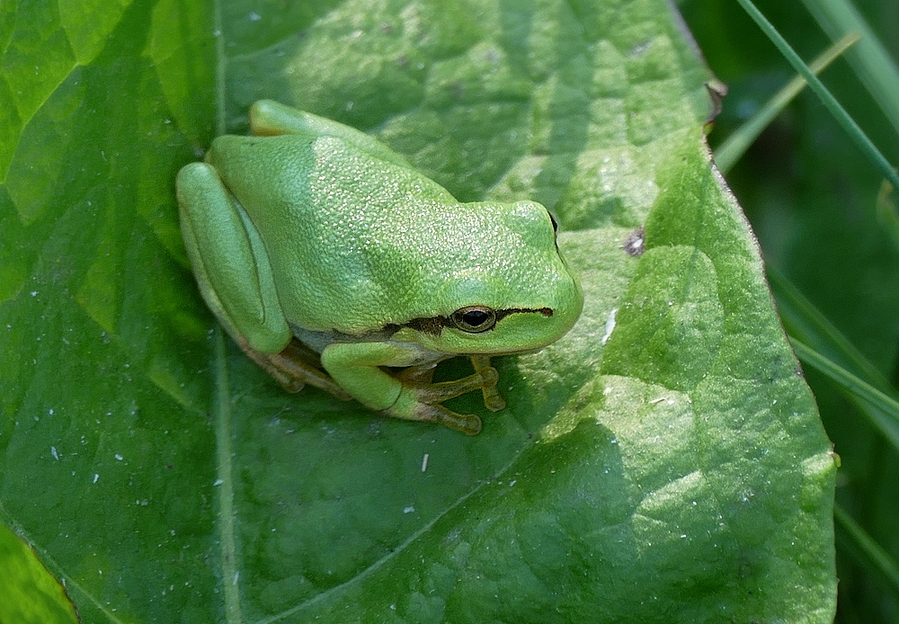 Schatten im Wiesendickicht...