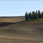 Schatten im Wind