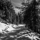 Schatten im Winterwald