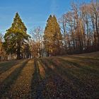 Schatten im Winterweihnachtswald ;-)