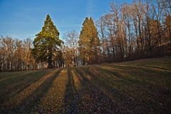 Schatten im Winterweihnachtswald ;-)