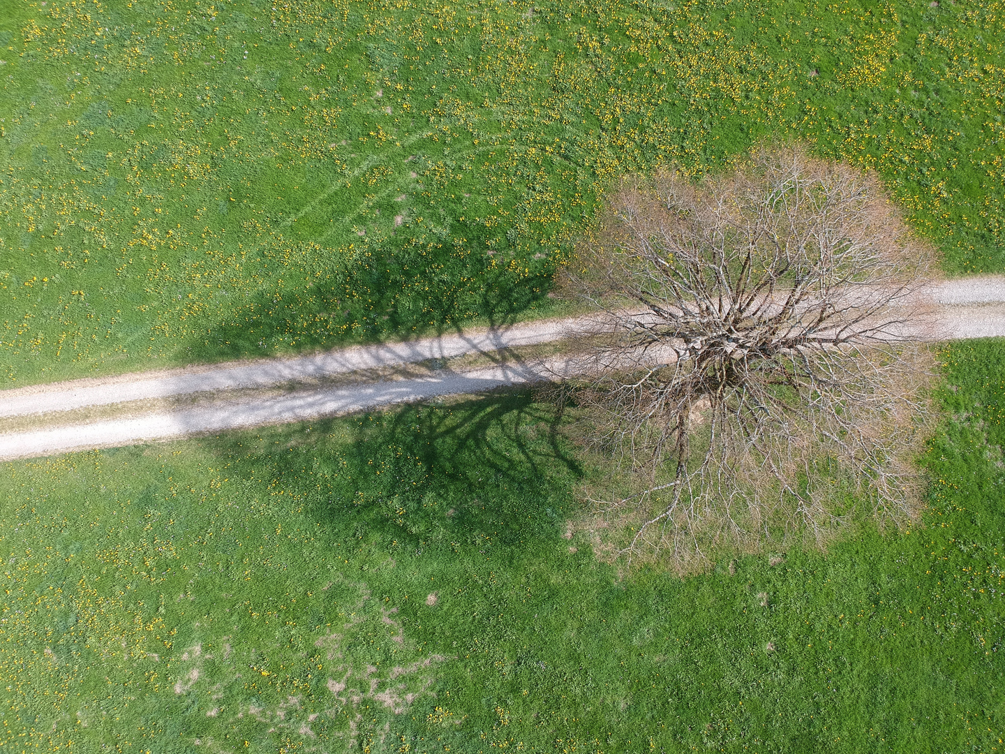 Schatten in den Frühling