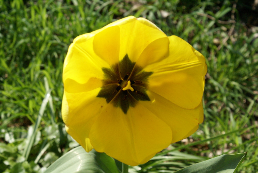 Schatten in der Blüte