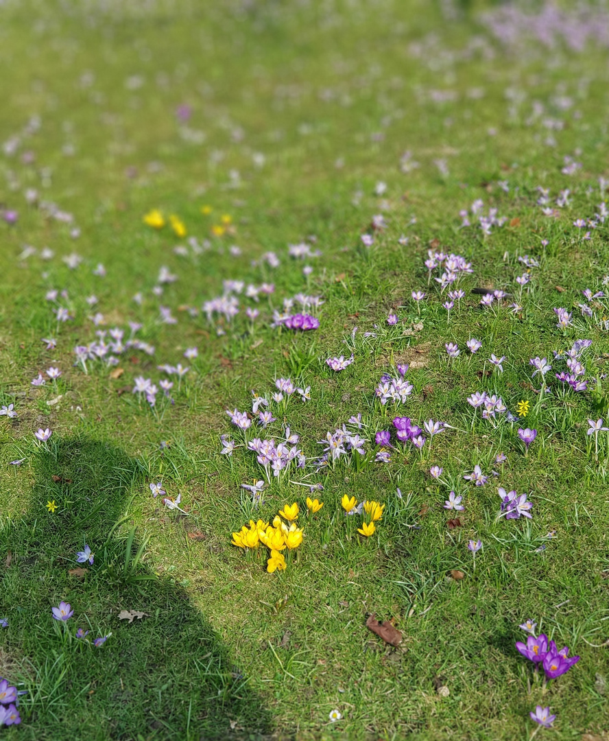 Schatten in der Wiese