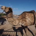 Schatten: Kamel verziert