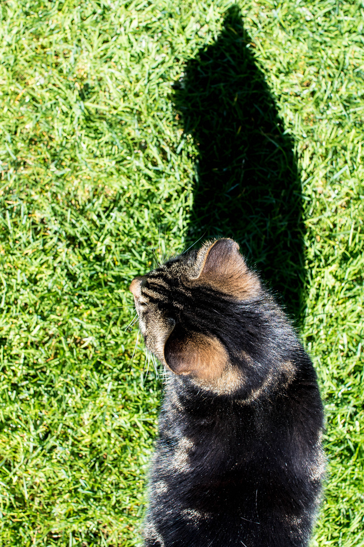 Schatten Katze2