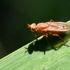 Schatten können täuschen