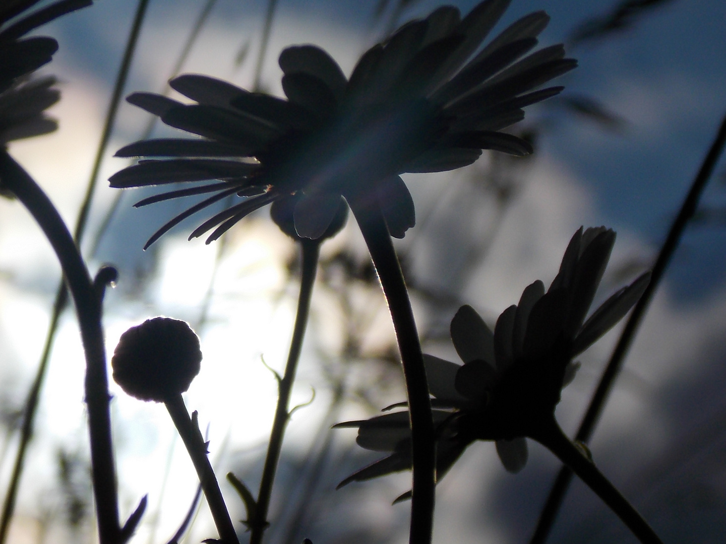 Schatten lassen ahnen