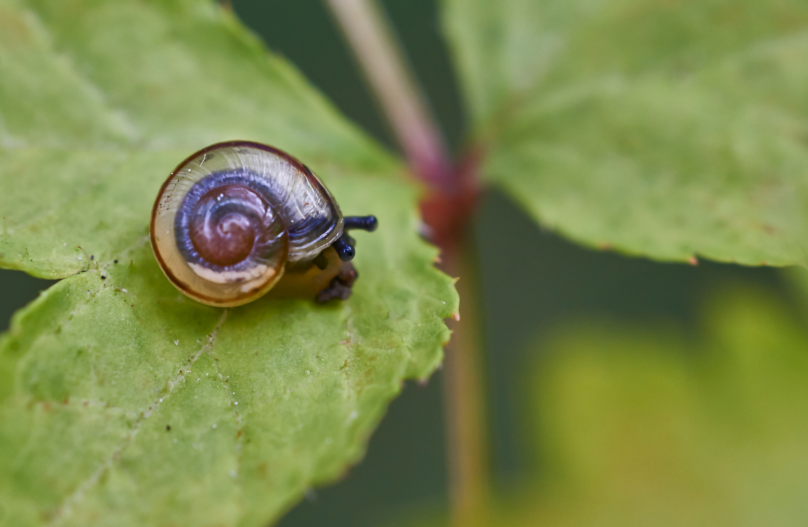 Schatten Laubschnecke