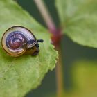 Schatten Laubschnecke