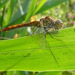 Schatten Libelle