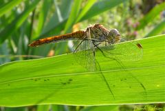 Schatten Libelle