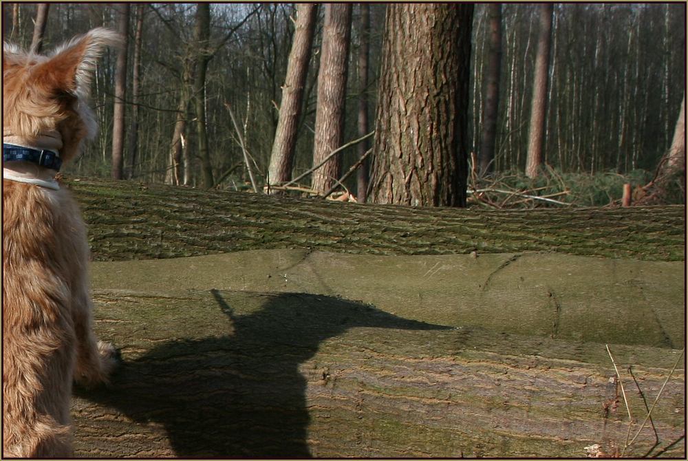 Schatten lügen nicht...