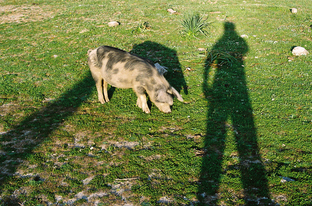 Schatten mit Schwein