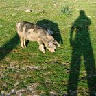 Schatten mit Schwein