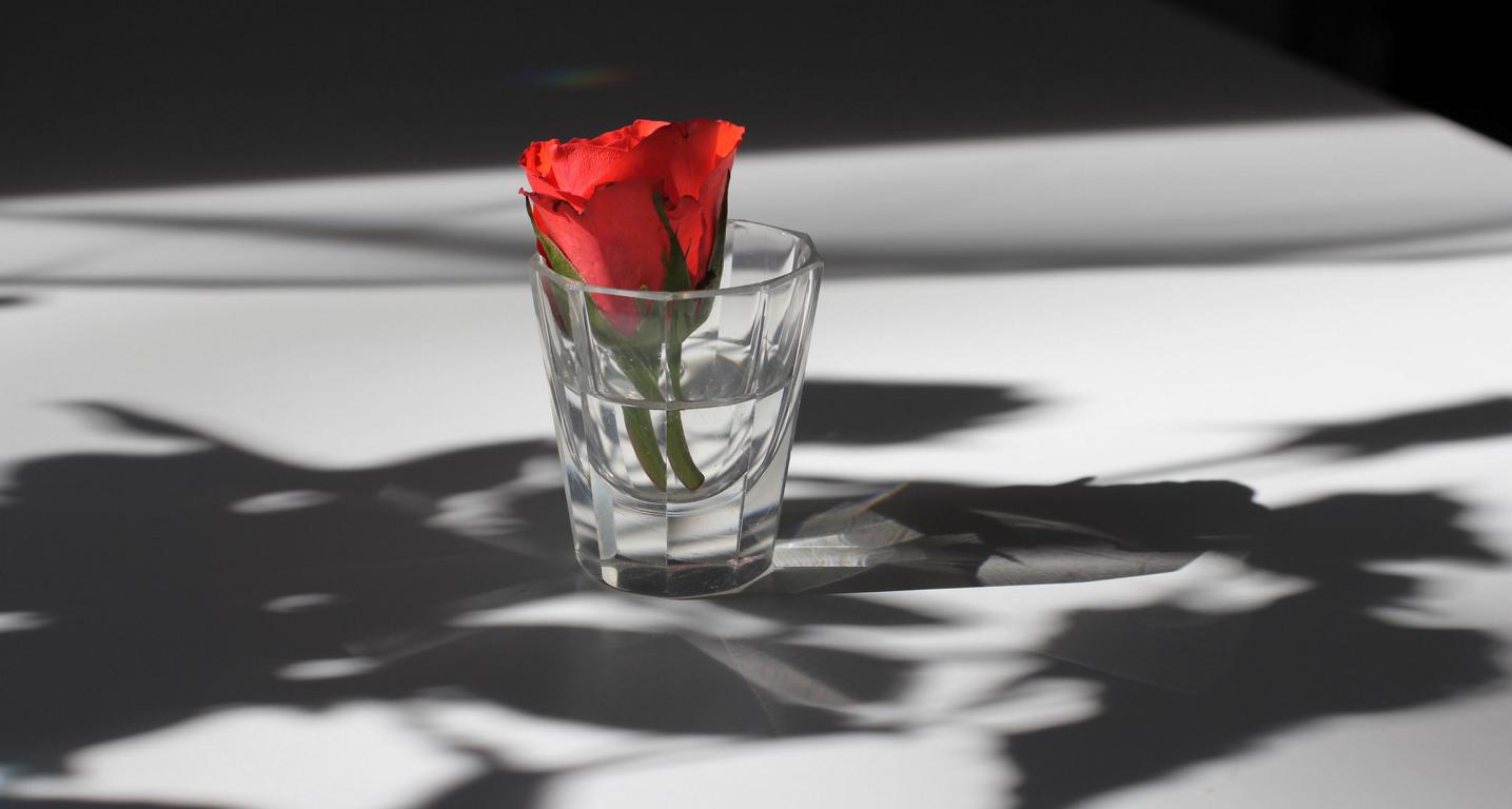 Schatten / Rose