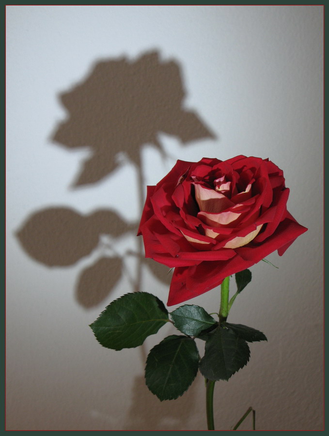 Schatten-Rose