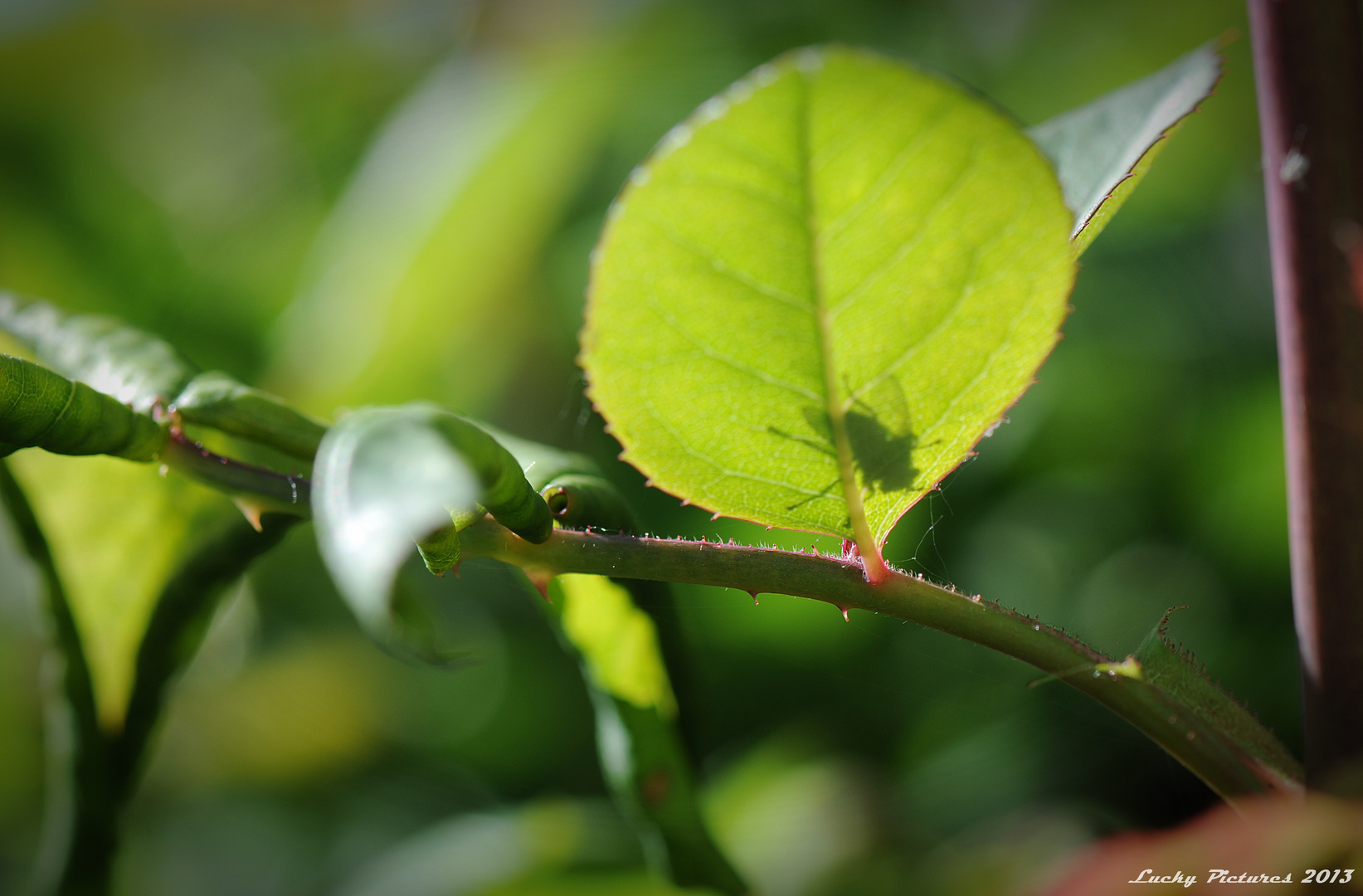 Schatten seiner selbst