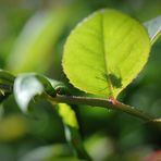 Schatten seiner selbst