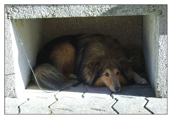 Schatten-Sheltie