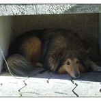 Schatten-Sheltie