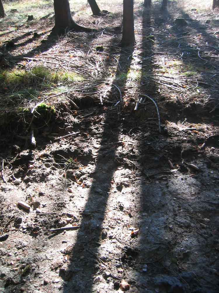 schatten und bäume