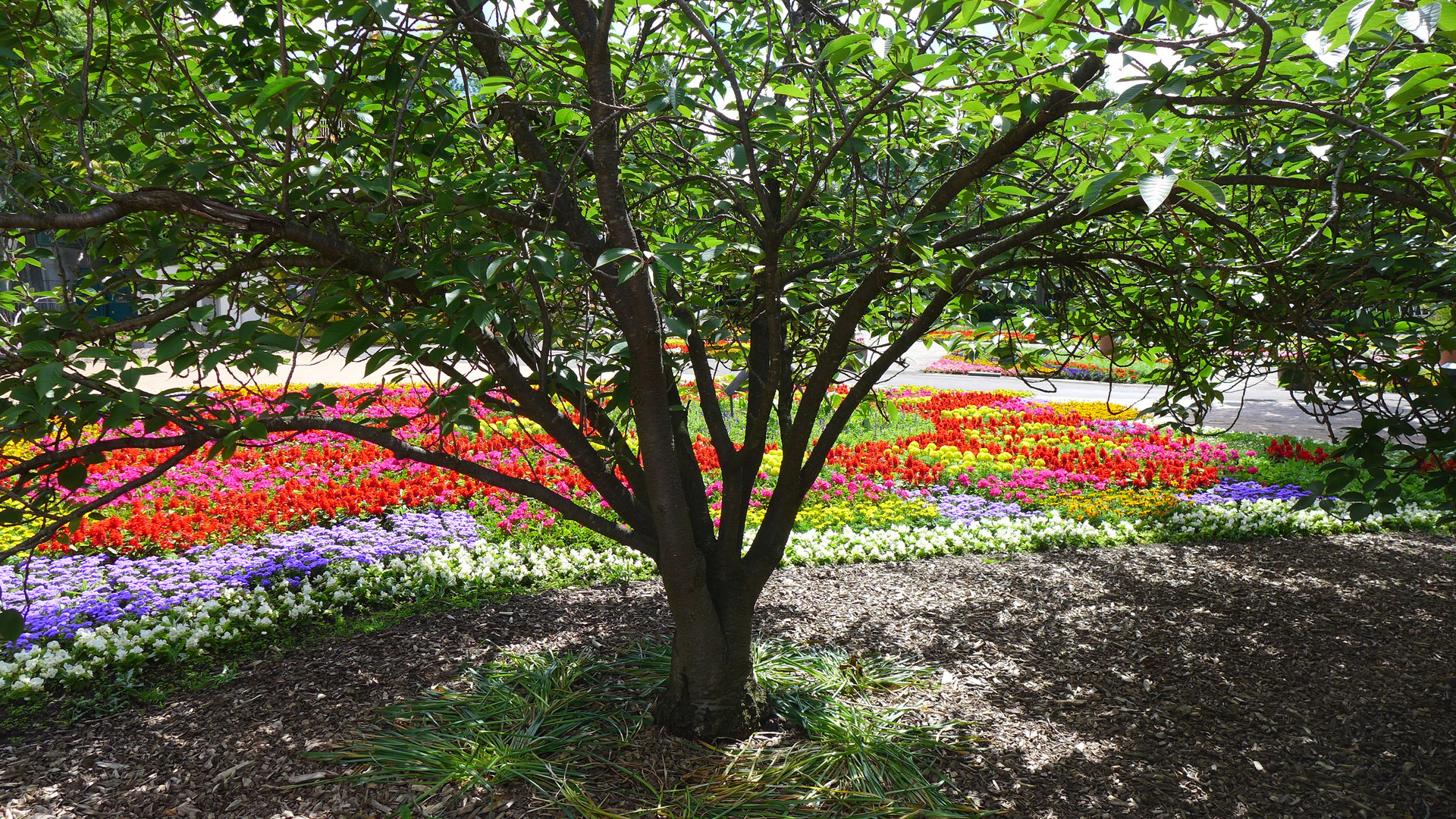 Schatten und Blumen