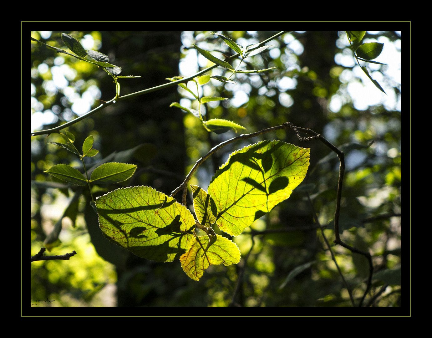 Schatten und Licht