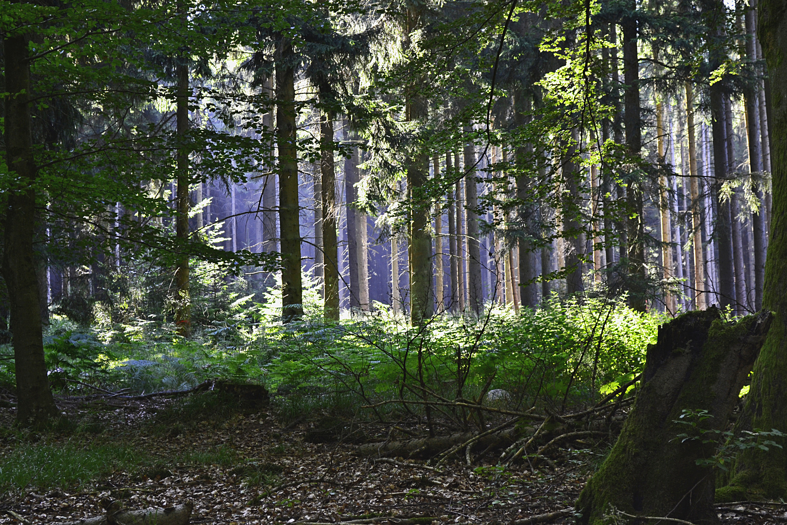 Schatten und Licht am Morgen