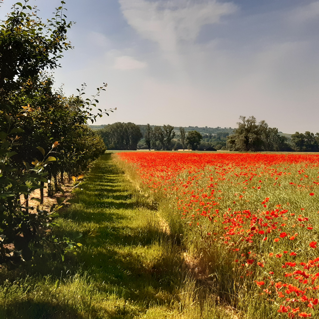 Schatten und Mohn