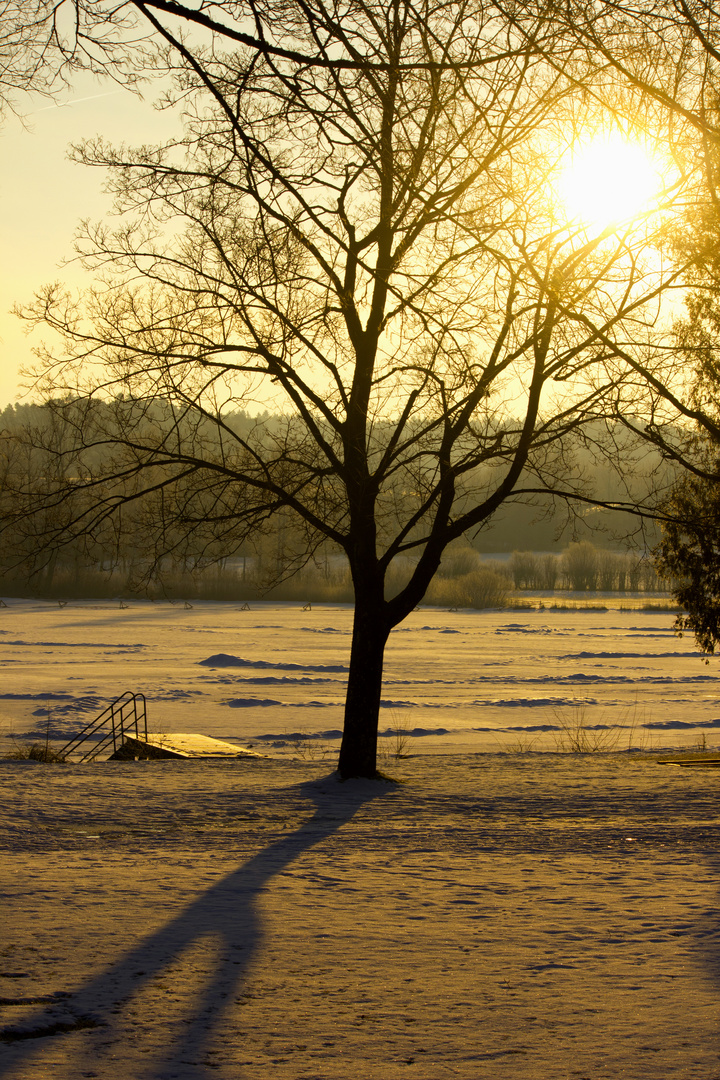 Schatten vom Baum