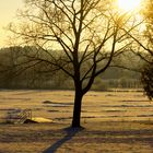 Schatten vom Baum