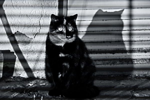 Schatten von gestern