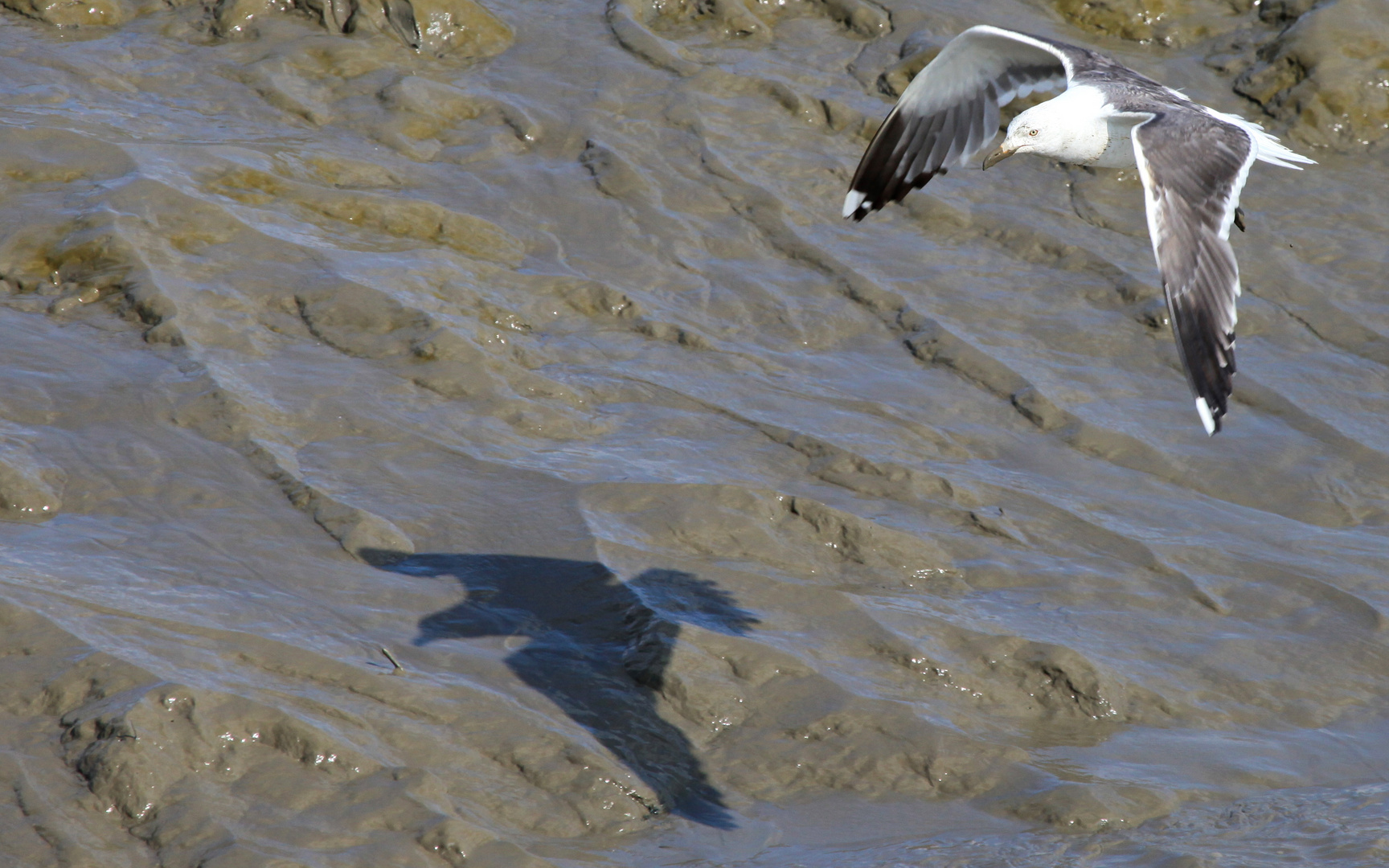 Schatten werfen oder hinter dem Schatten herfliegen ?